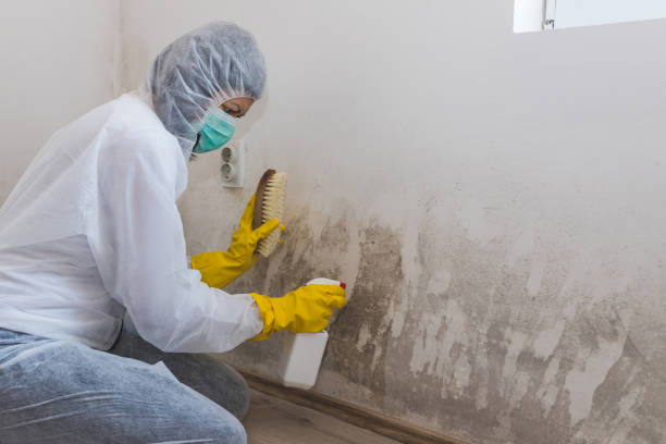 Best Local Mold Removal Service  in Lumberton, NC